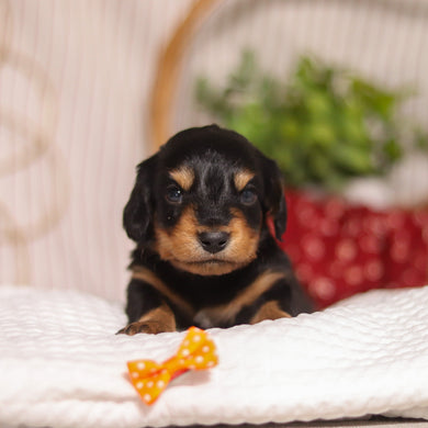 Cotton - Available 4/23