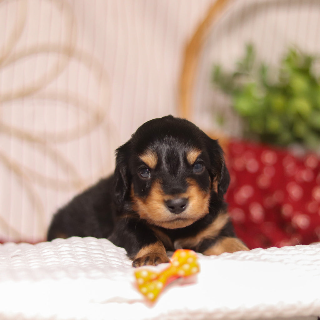 Cotton - Available 4/23