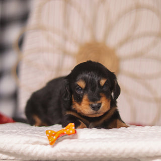 Cotton - Available 4/23