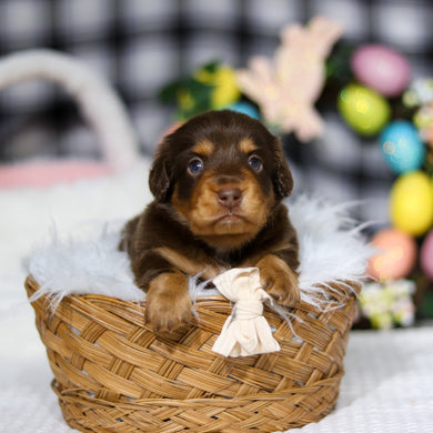 Asher - Available 5/7