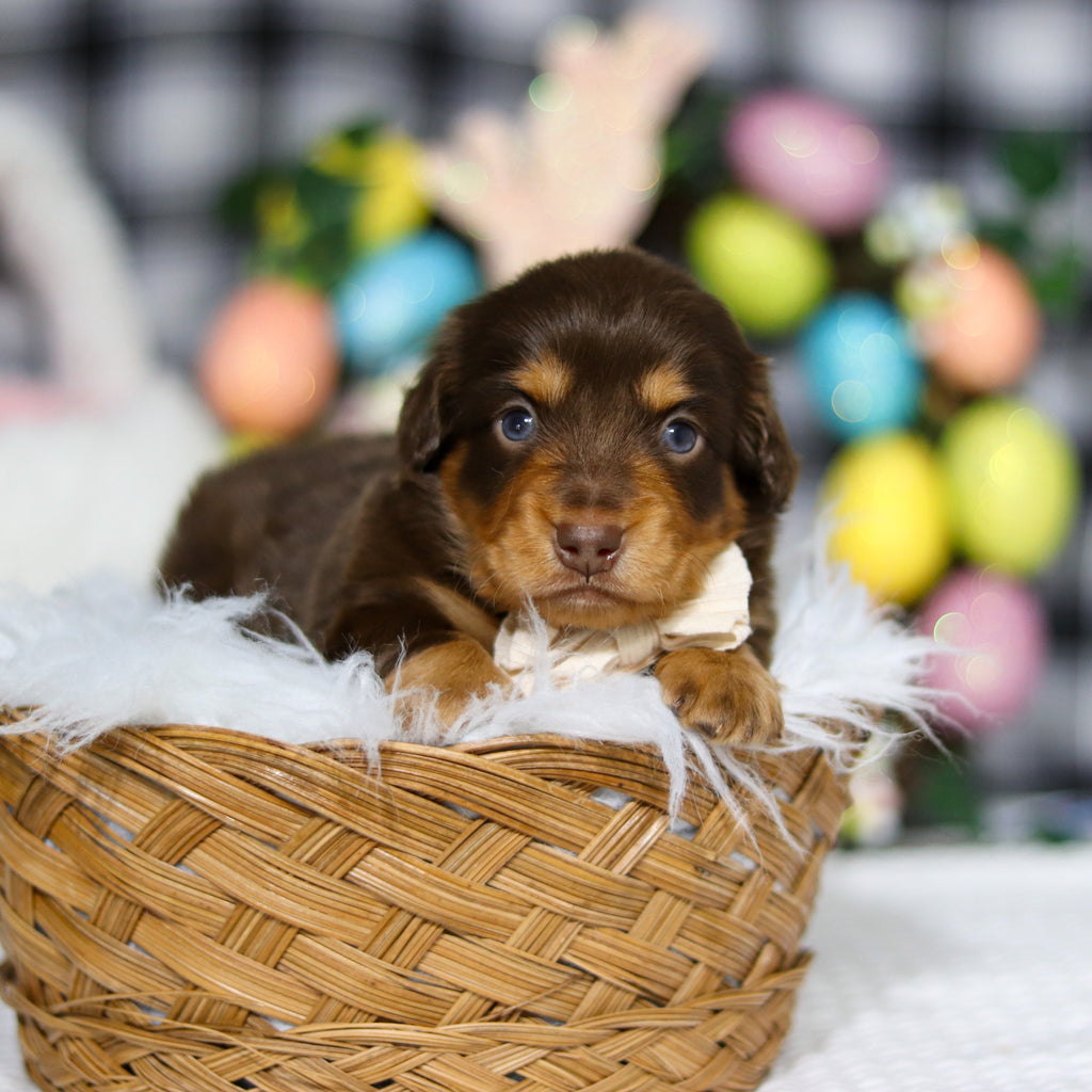 Asher - Available 5/7