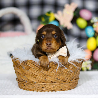 Asher - Available 5/7