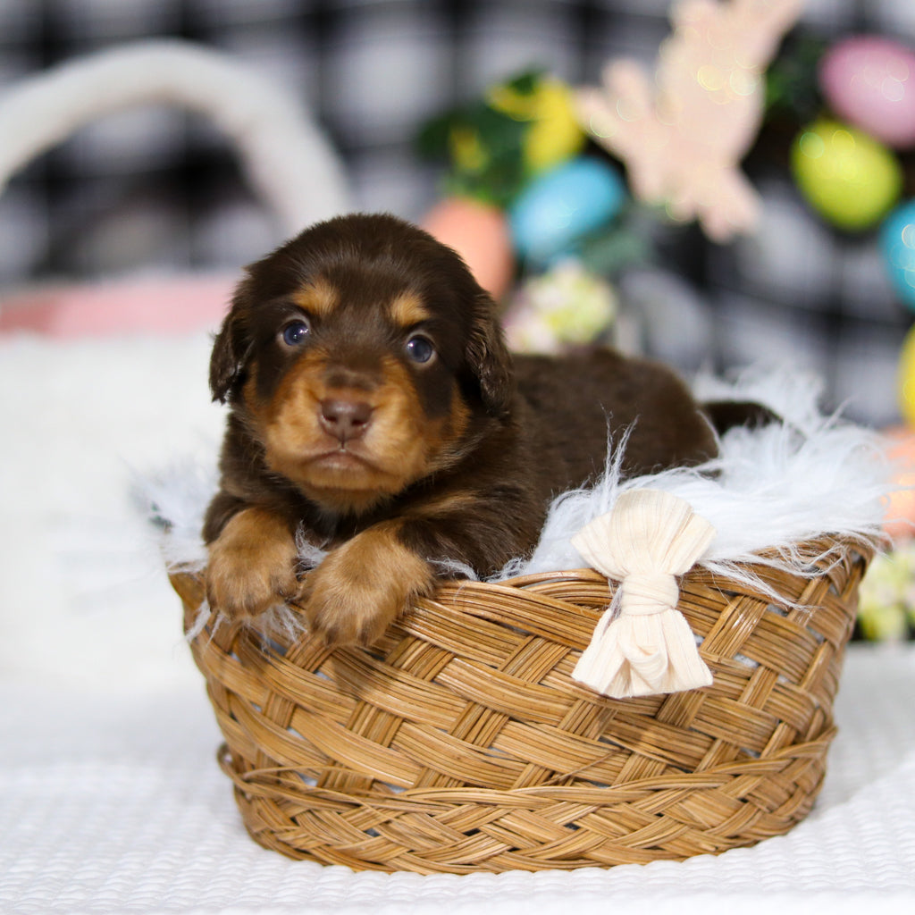 Asher - Available 5/7