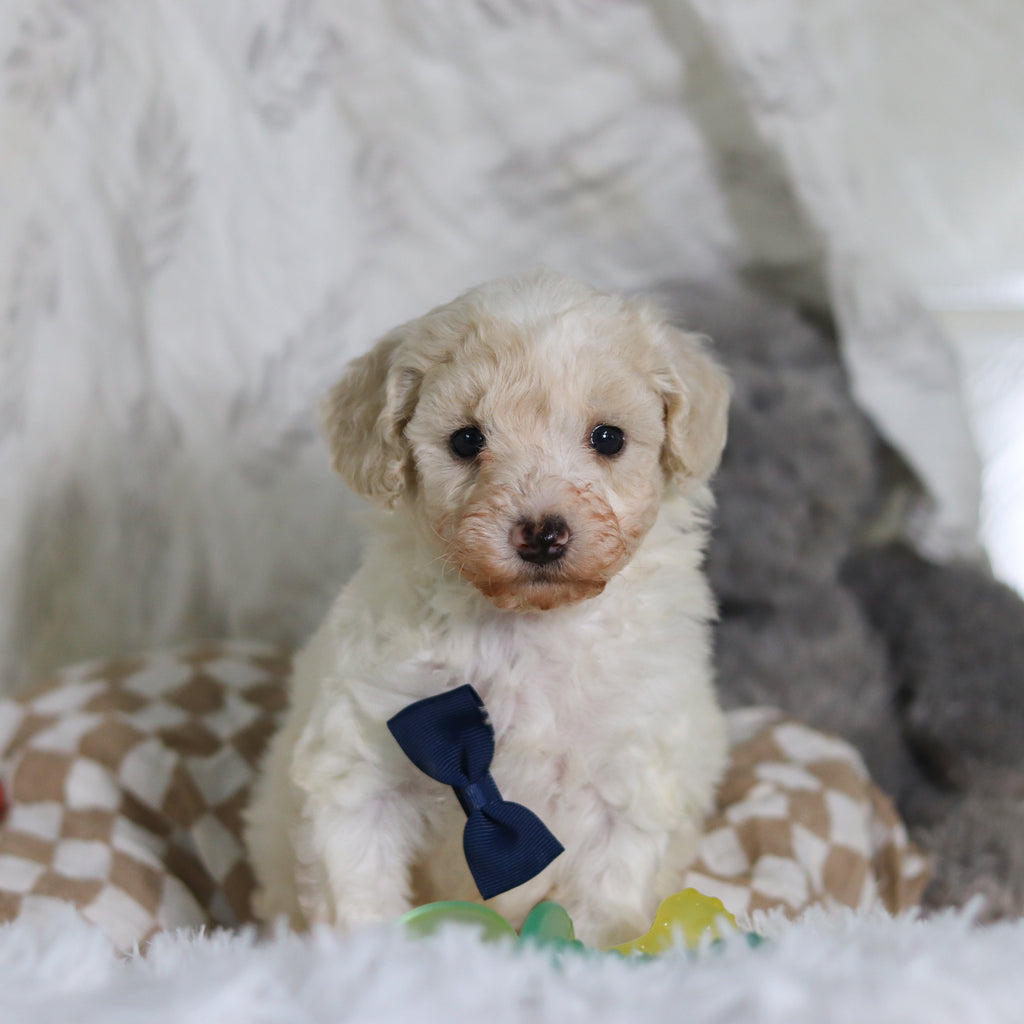 Johnny - Available 3/12