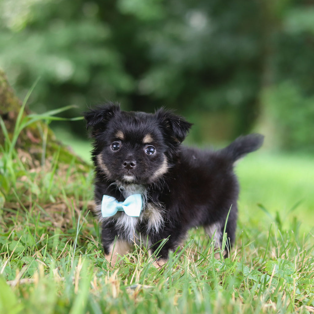 Quigley - Available 7/23