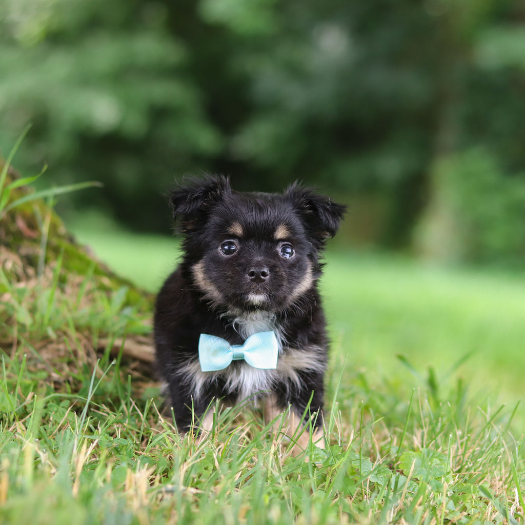 Quigley - Available 7/23