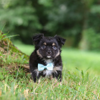 Quigley - Available 7/23