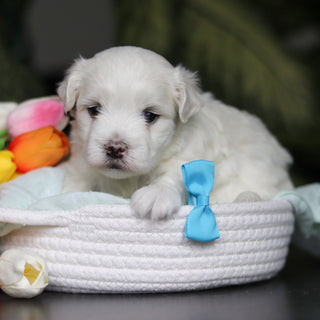 Howie - Available 5/14