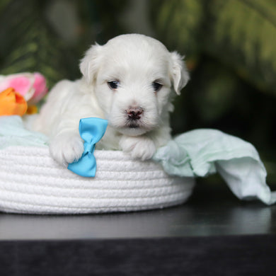 Howie - Available 5/14