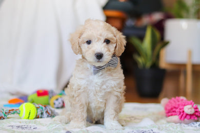 Weston - Available Now