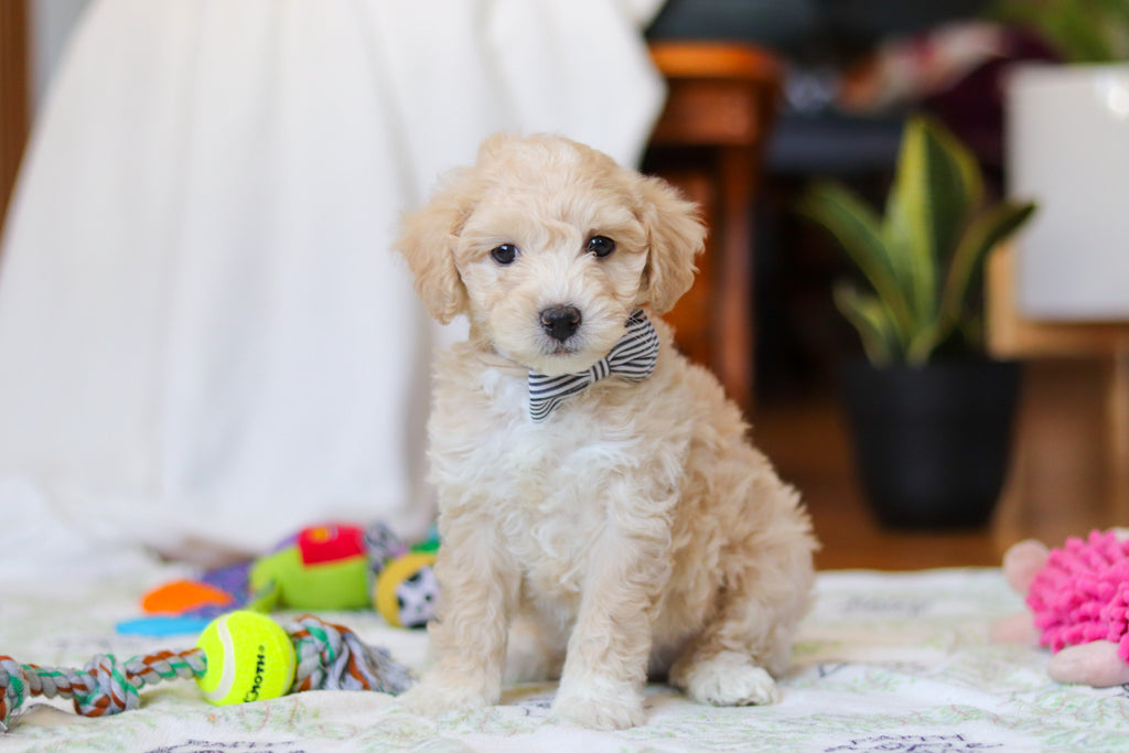 Weston - Available Now