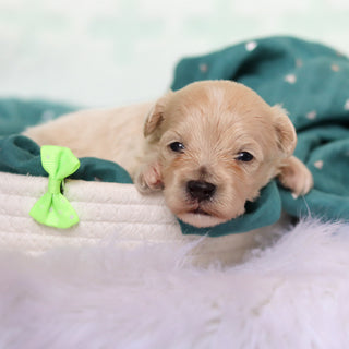 Flynn