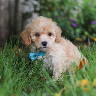 Dax - Available 6/11