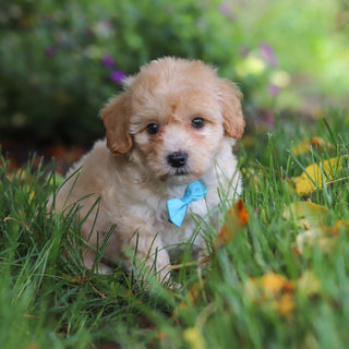 Dax - Available 6/11