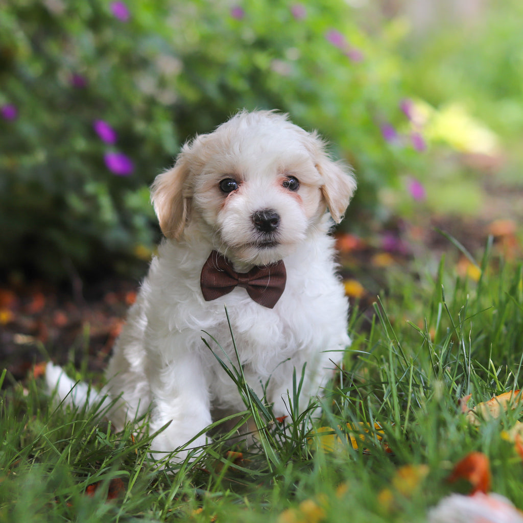 Derby - Available 6/11