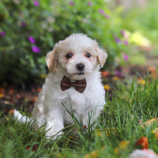 Derby - Available 6/11