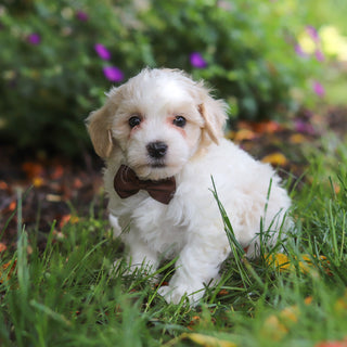 Derby - Available 6/11