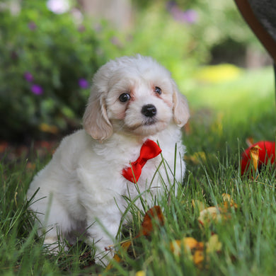 Denali - Available 6/11