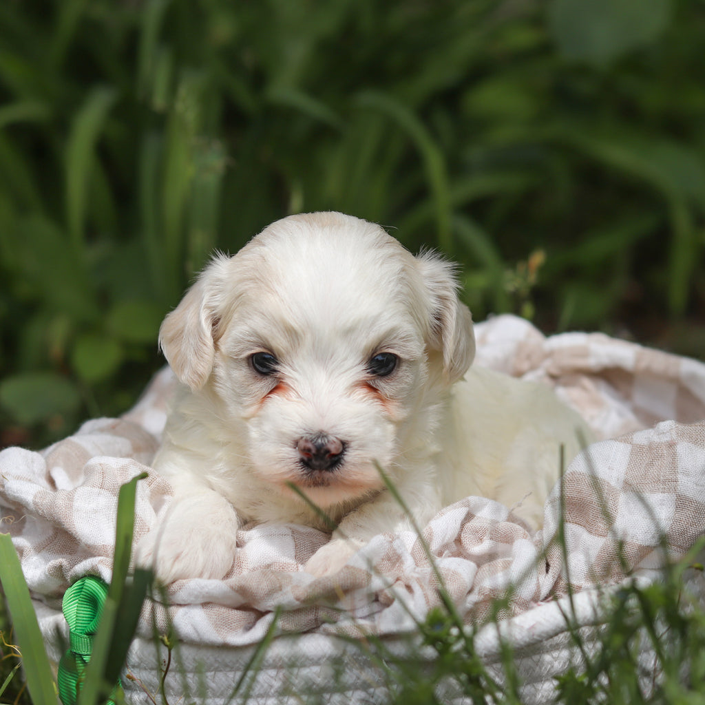 Denali - Available 6/11
