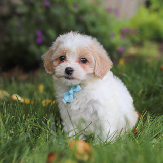 Darwin - Available 6/11