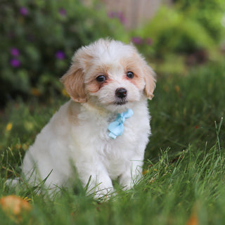 Darwin - Available 6/11