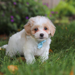 Darwin - Available 6/11