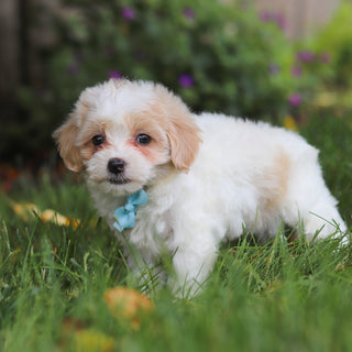 Darwin - Available 6/11