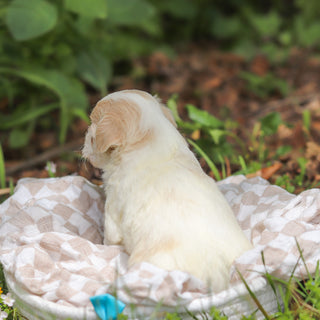 Darwin - Available 6/11