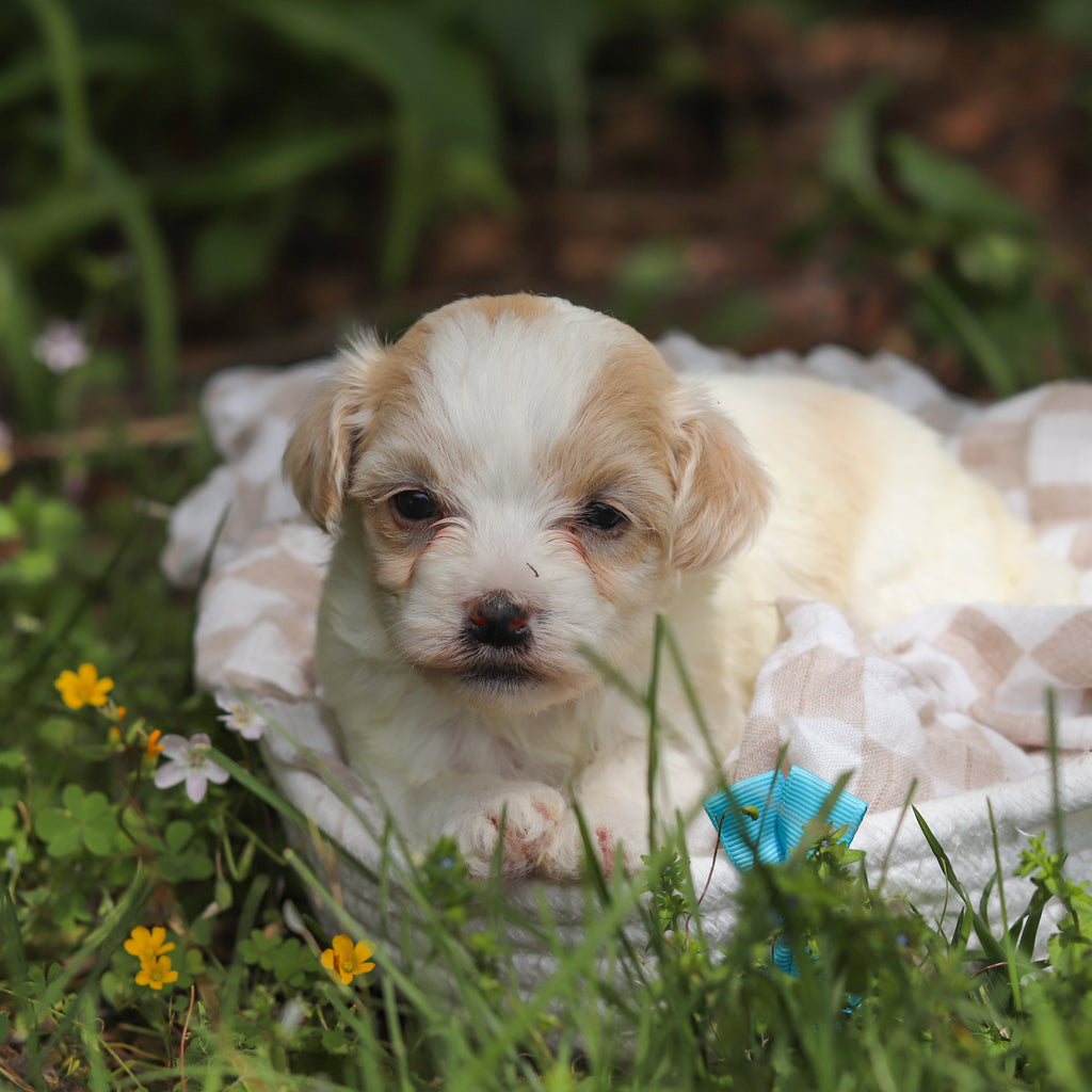 Darwin - Available 6/11