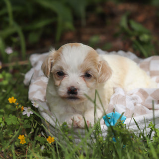 Darwin - Available 6/11