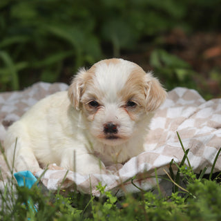 Darwin - Available 6/11