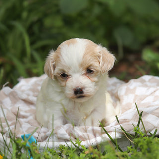 Darwin - Available 6/11