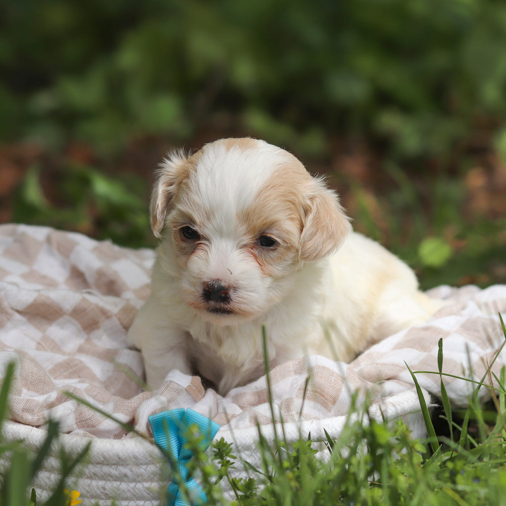 Darwin - Available 6/11