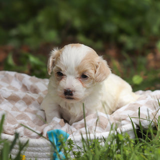 Darwin - Available 6/11