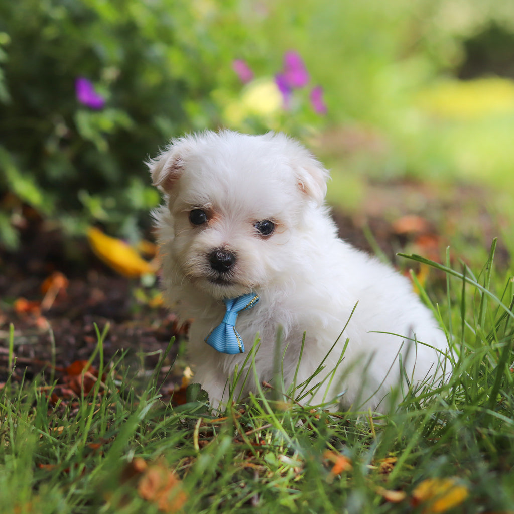 Muffin - Available 6/11