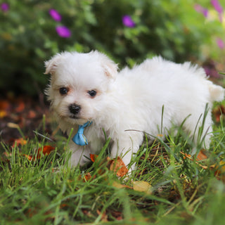 Muffin - Available 6/11