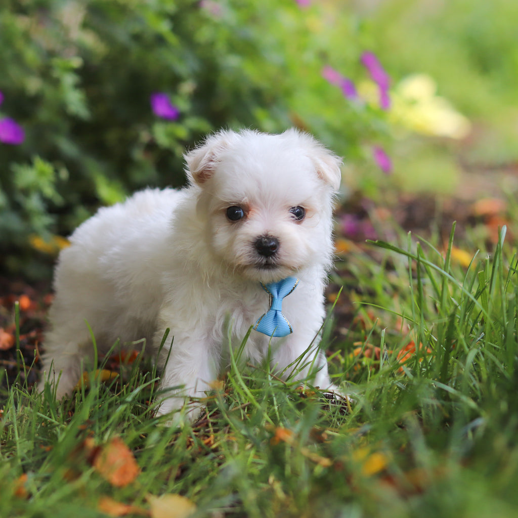 Muffin - Available 6/11