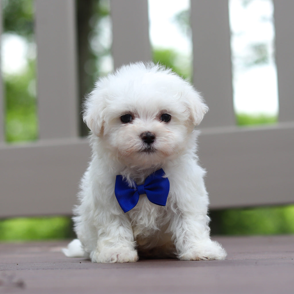 Monty - Available 6/18