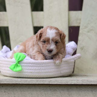 Alfie - Available 8/6