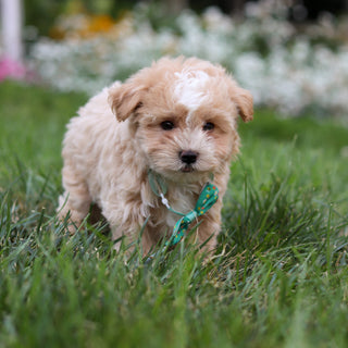 Alfie - Available 8/6