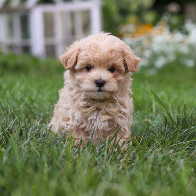Arlo - Available 8/6