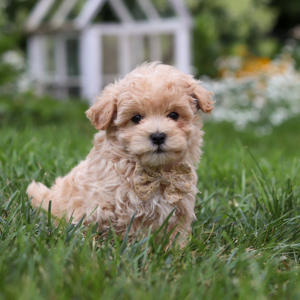 Arlo - Available 8/6