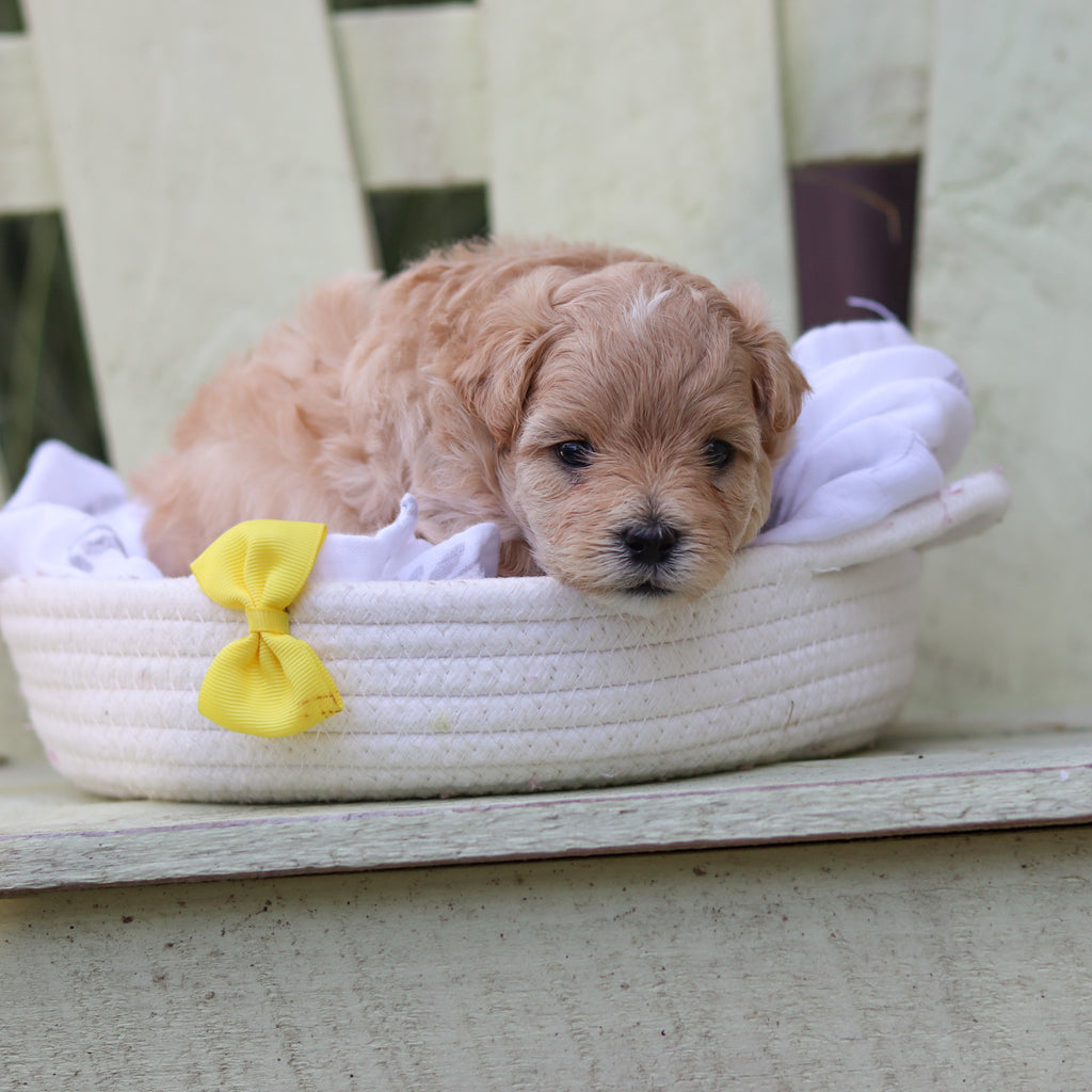 Arlo - Available 8/6