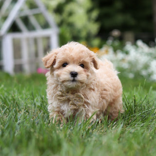 Arlo - Available 8/6