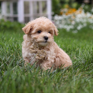 Arlo - Available 8/6
