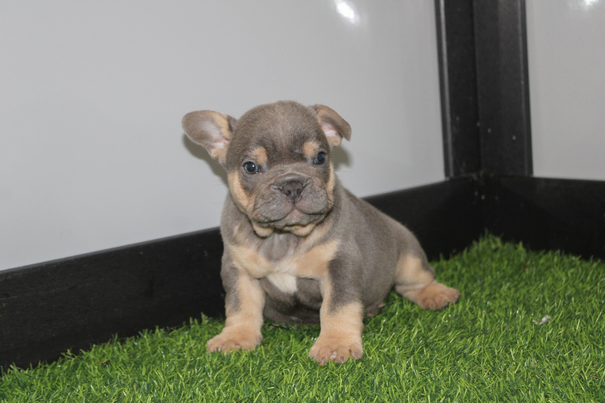 Why Choose Happytail Puppies