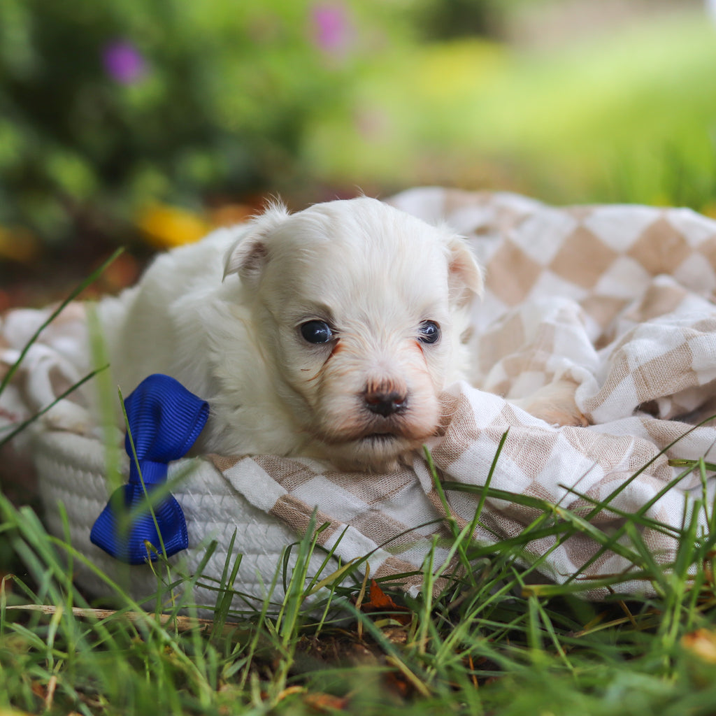 Shep - Available 7/2