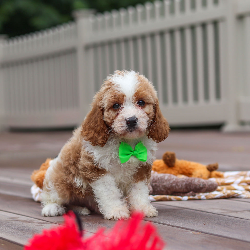 Fisher - Available 7/9