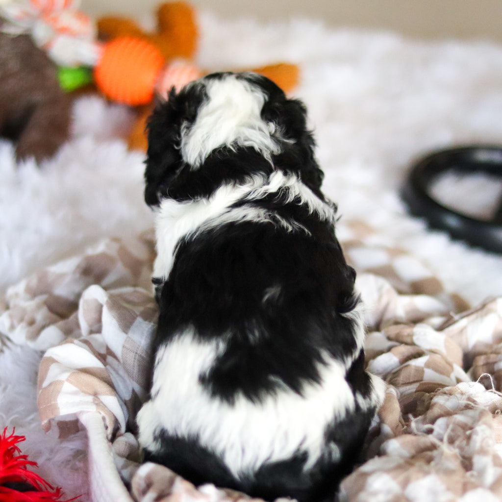 Leroy - Available 5/21