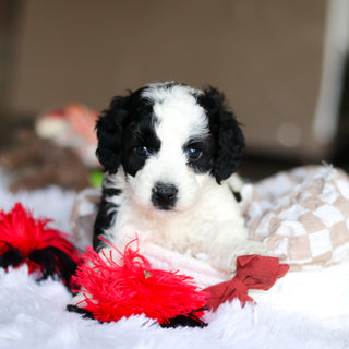 Leroy - Available 5/21